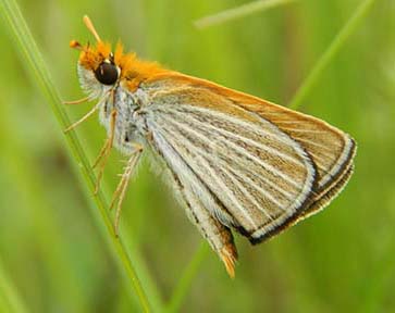 Poweshiek skipperling